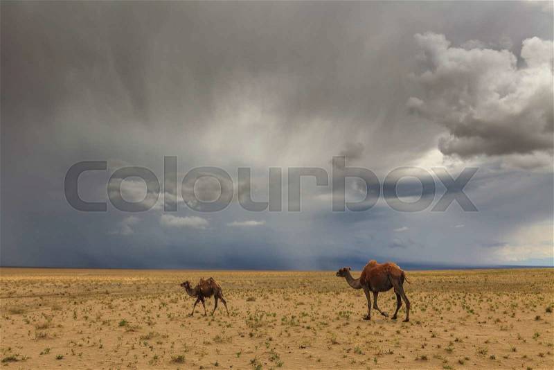 Camels on the background of desert and mountains. The Gobi Desert. Mongolia, stock photo
