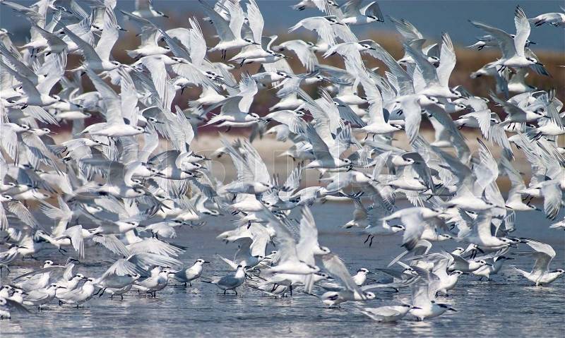 Flush of tern birds flying up from the lake, stock photo