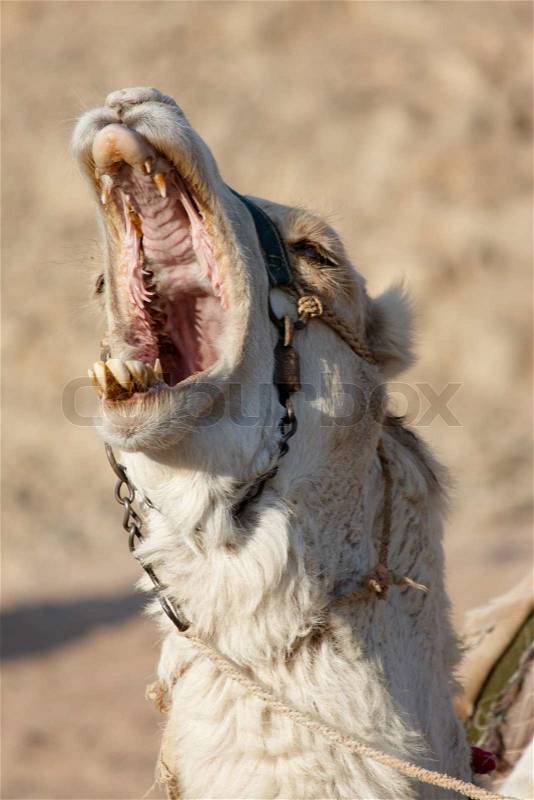 Bawling white camel with open mouth full of big yellow teeth, stock photo