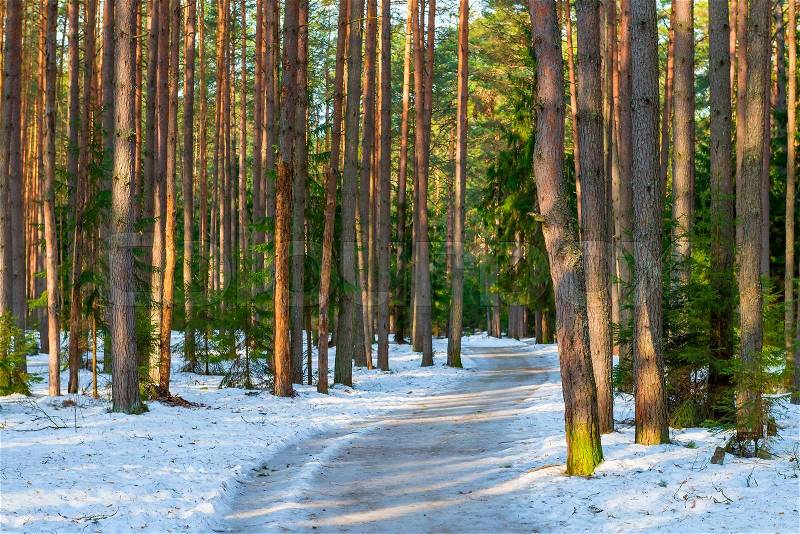 Snowy road in a mixed forest in winter, stock photo