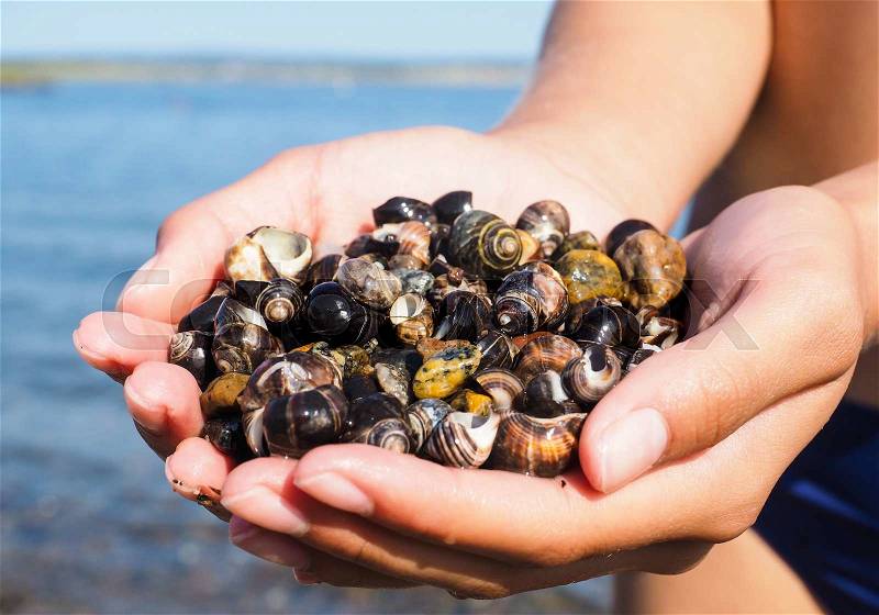 Young female person with hands full of salt water snails on the beach, stock photo