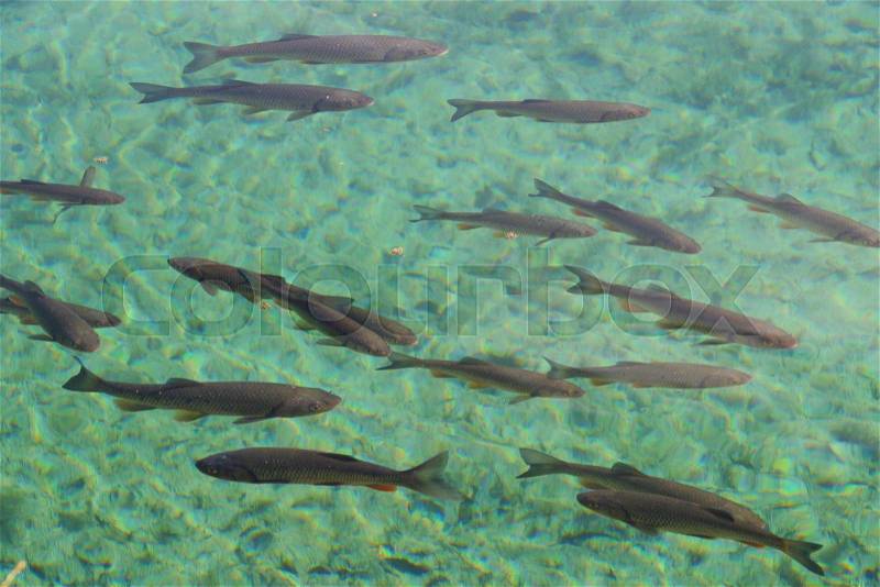 Many fish in the clear turquoise water in lake, national park Plitvice, Croatia, stock photo