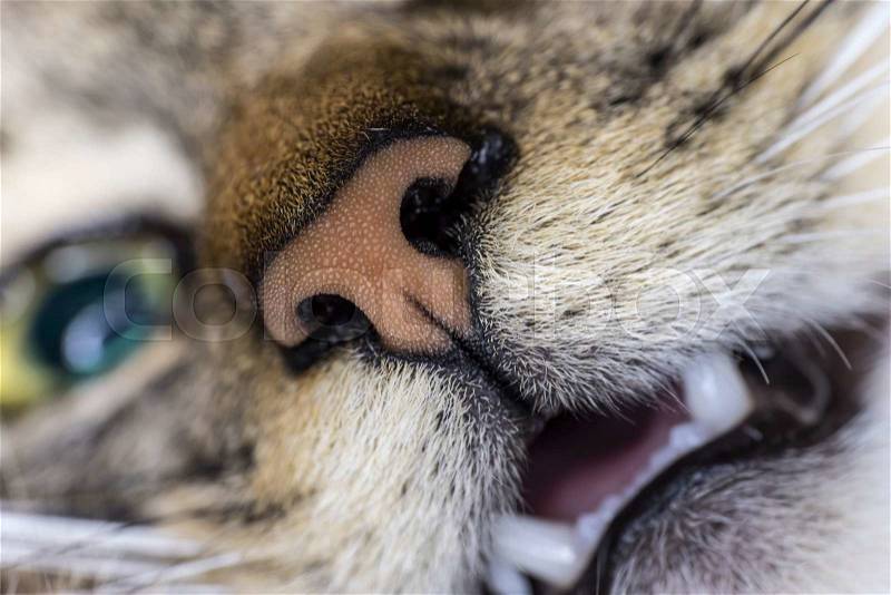 Cat nose close up nose with open mouth and blurred blue eye, stock photo