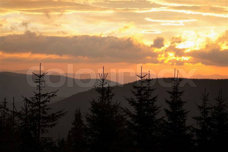 Dawn in the Carpathian mountains with a silhouette of spruce, stock photo