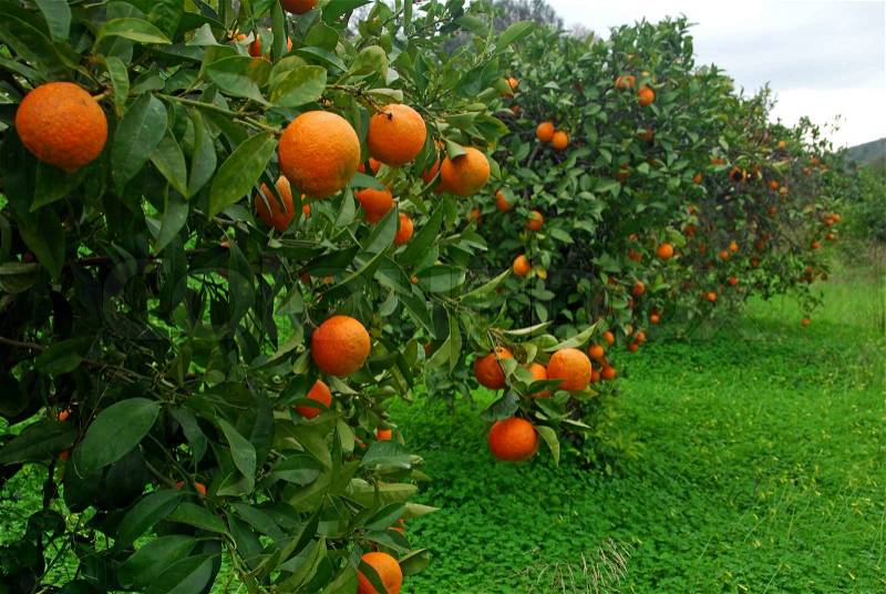 Orange plantation in Portugal, stock photo