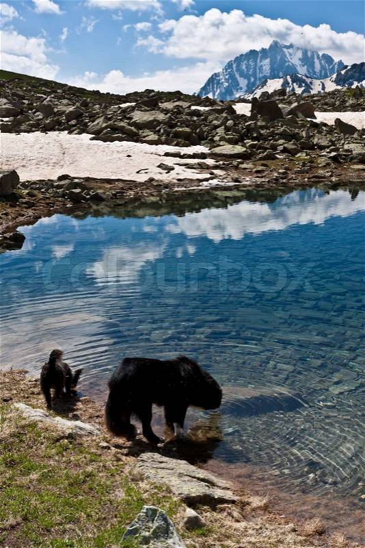 Two dogs drinking water from lake in mountains, stock photo