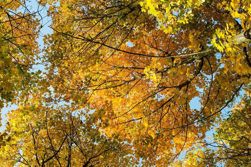 Look-up to the crown of autumn trees - fall motive, stock photo