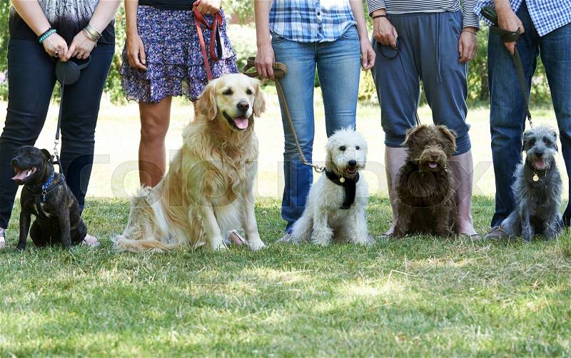 Group Of Dogs With Owners At Obedience Class, stock photo
