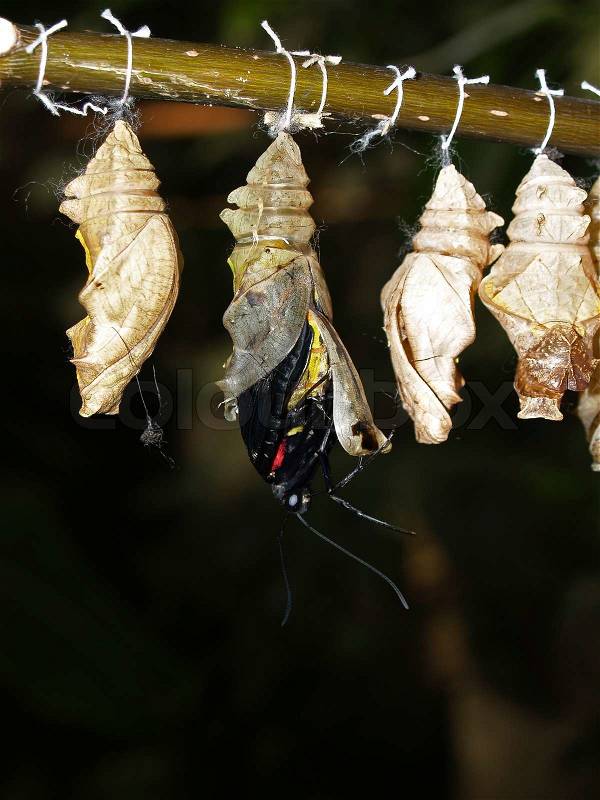 The birth of a butterfly from a cocoon, stock photo