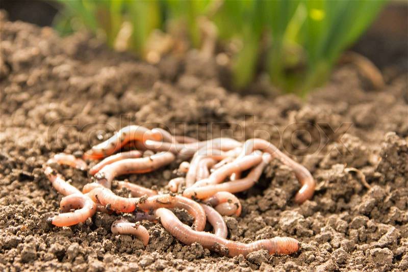 Earthworms group on earth patch close up. Agriculture or fishing concept, stock photo