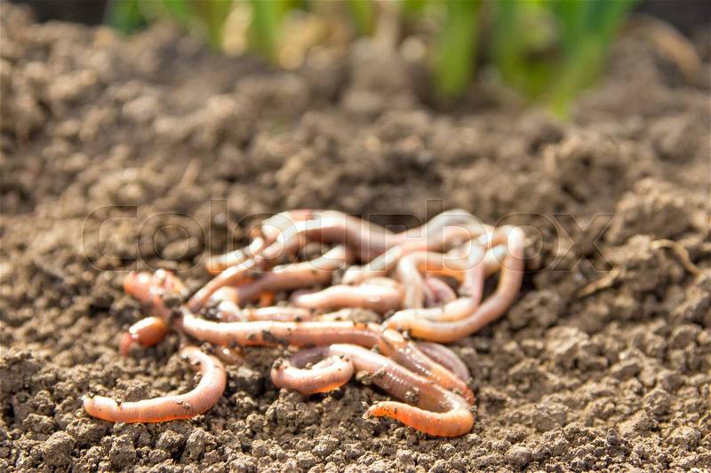 Earthworms group on earth patch close up. Agriculture or fishing concept, stock photo