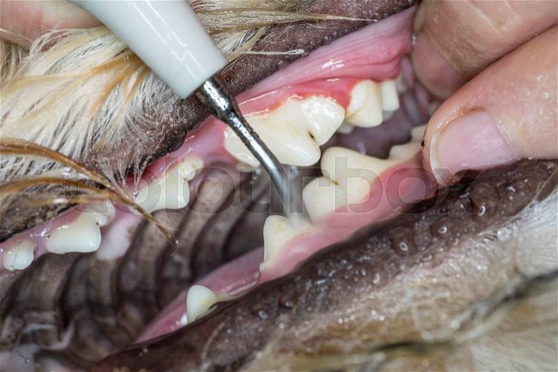 Close-up of dog tooth cleaning, stock photo