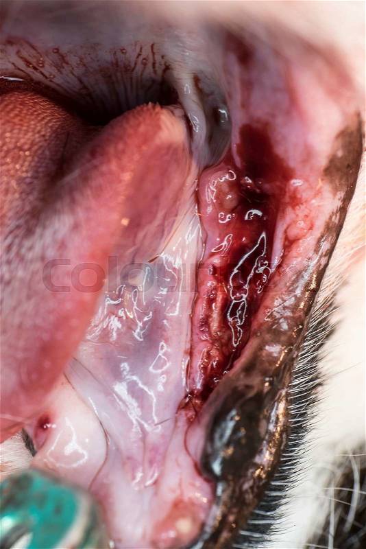 Extraction of teeth in the mouth of a dog, stock photo