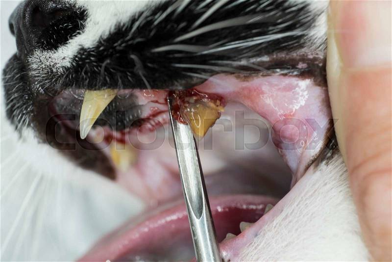 Dental extraction by a veterinarian in a cat, stock photo