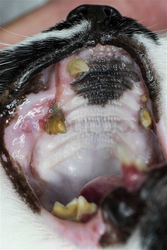View in the mouth of a cat with teeth with a lot of scale and missing teeth, stock photo