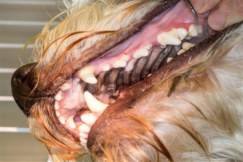 Veterinarian dental cleaning of a dog, stock photo