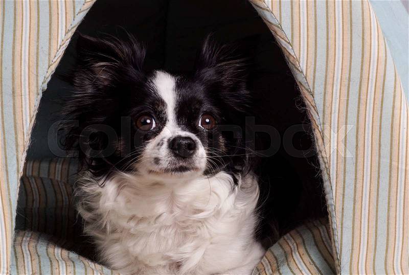 Accessories dog chihuahua. Small black and white Chihuahua dog lying in her dog basket, stock photo