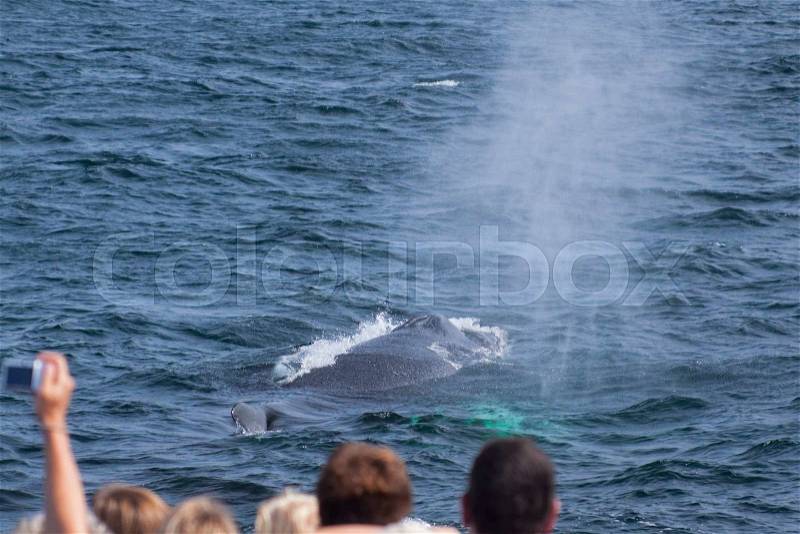 Whale watching experience off the coast of Atlantic, stock photo
