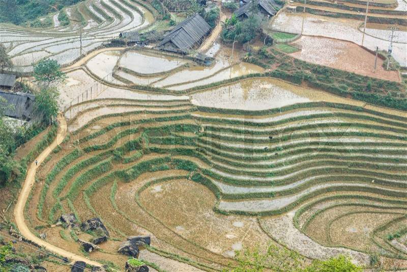 Curve of rice terraces in Tavan Village Sapa, Vietnam, stock photo