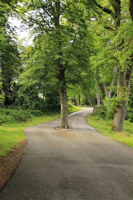The tree stands in the middle of the road and the traffic must passing the tree at both sides in this park, stock photo
