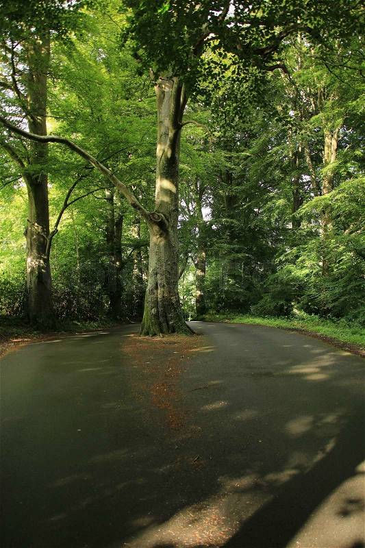 The tree stands in the middle of the road and the traffic must passing the tree at both sides in this park, stock photo
