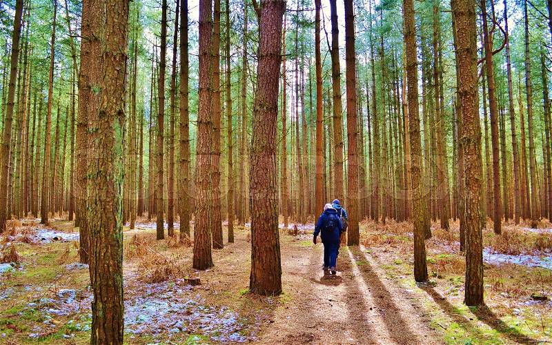 An image of two people walking in a pine forest, stock photo