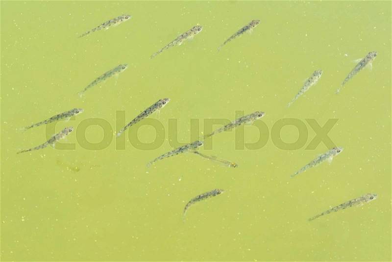 Young fishes floating in the green water of the pond, stock photo
