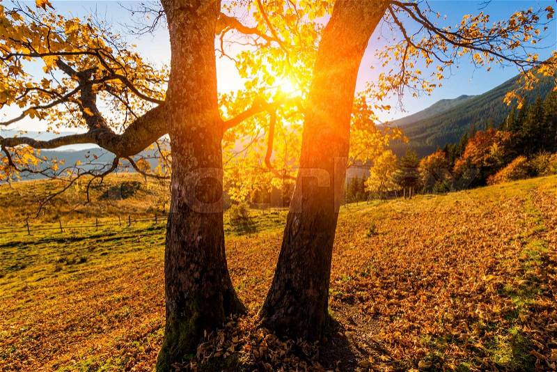 Beautiful autumn tree in the sun against the backdrop of mountains, stock photo
