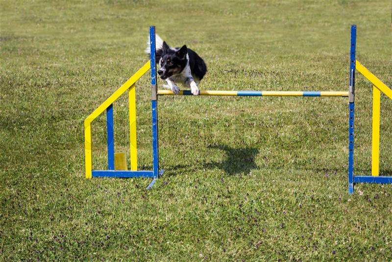 Dog Agility jumping over a hurdle during an agility competition, stock photo