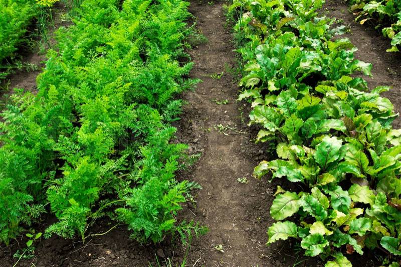 Carrot and beetroot patches, growing organic vegetables in the garden, stock photo