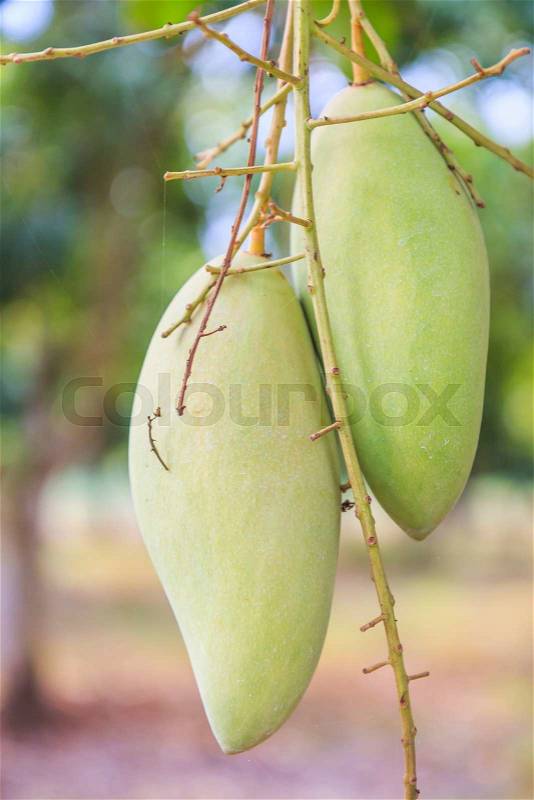 Green mango Mango fruit in thailand, stock photo