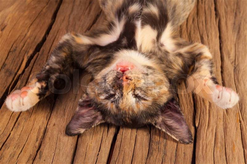 Cute little kitten sleeps on old wood, stock photo