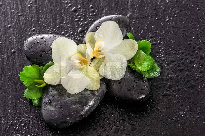 Orchid flowers and green leaves on black background. Spa concept with stones and water drops, stock photo