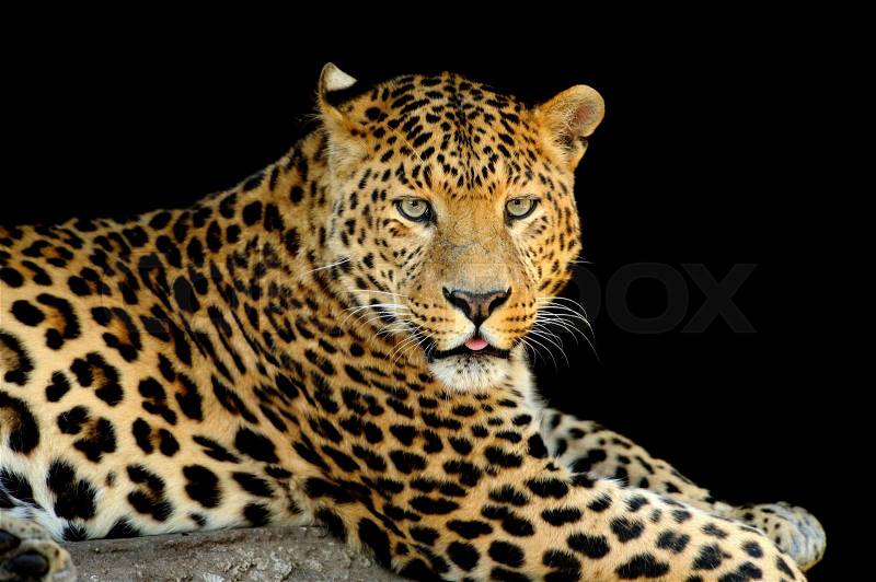 Close up wild leopard on the dark background, stock photo