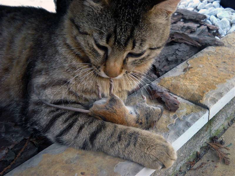 Gray stripped domestic cat hunter with dead mouse in paws, stock photo