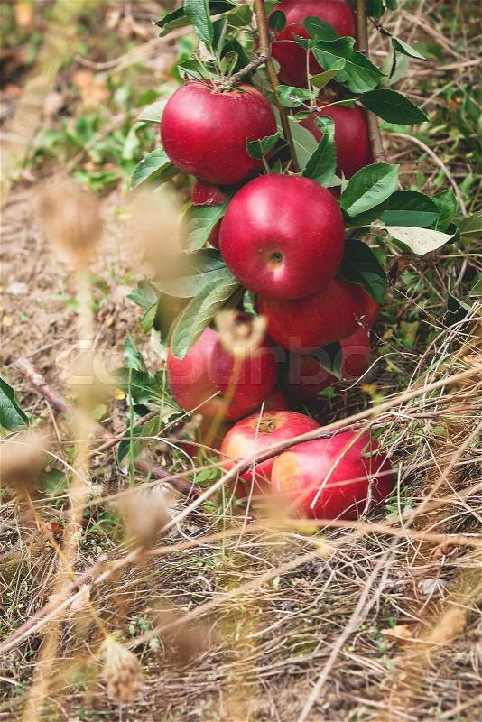 Fresh apples. Apples on a apple tree branch in an orchard. Selective focus. Apples branches are nearly laying on the grass, stock photo
