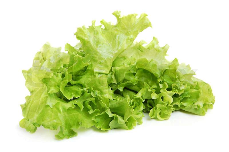 Image result for fresh tasty lettuces green