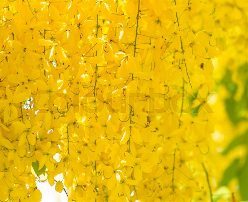 Cassia fistula flower, Golden shower, Thailand\'s national flower, stock photo