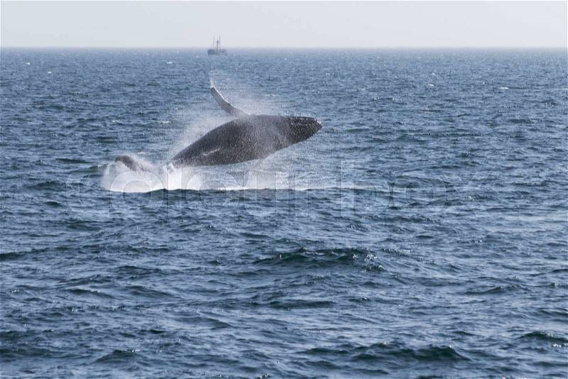 Whale watching experience off the coast of Atlantic, stock photo