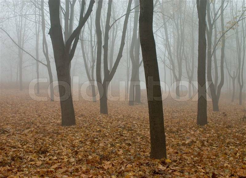 Fog in the autumn forest. yellow fall leaves on the ground, stock photo