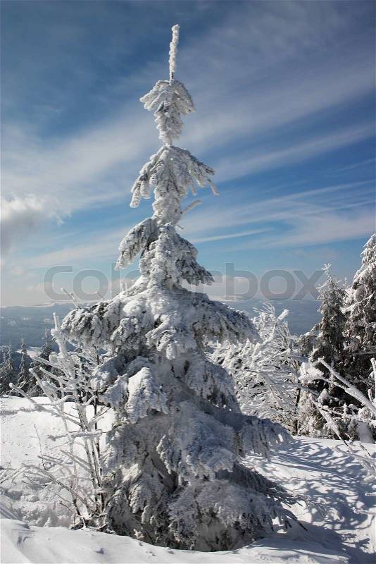 Snow covered trees in the winter mountains, stock photo