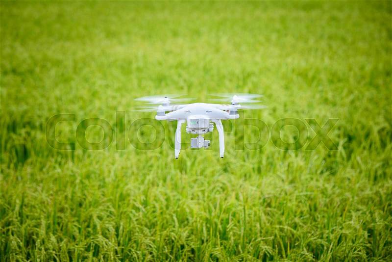 Flying drone over rice field, stock photo