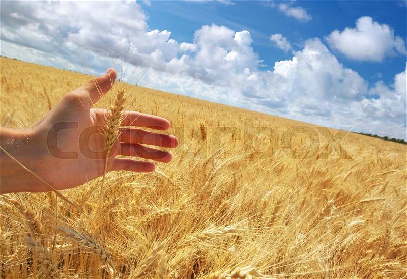 Human hand ahd meadow of wheat. Concepual scene, stock photo