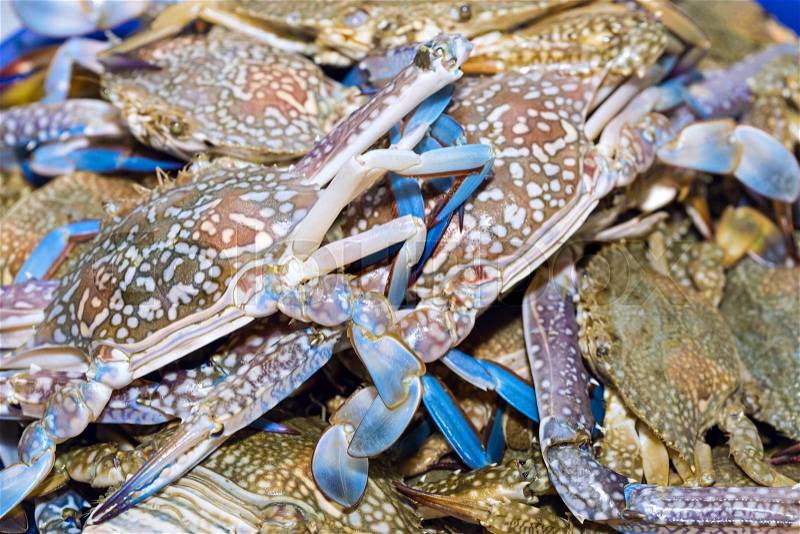 Fresh blue crabs on ice exposition at the seafood market In Thailand. Display of raw crab catch of the day , stock photo
