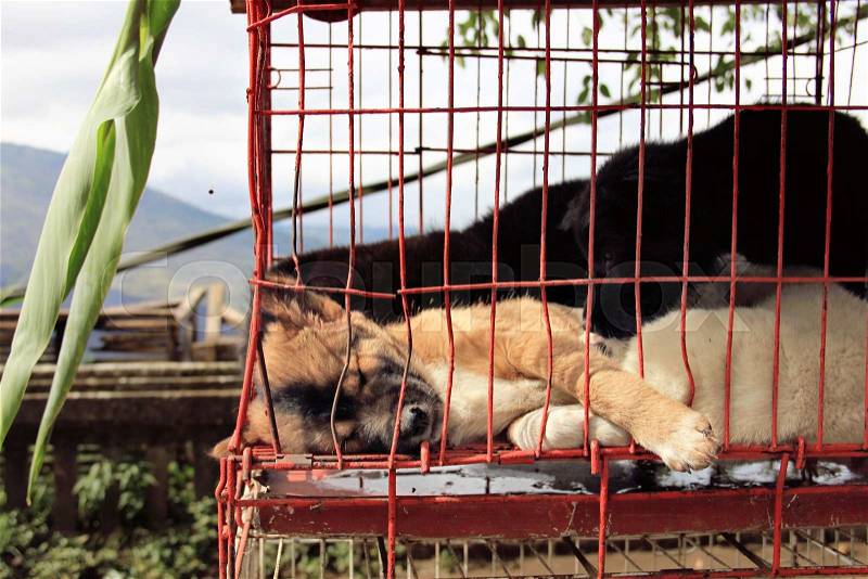 Some cute puppies kept in old cage for sell. Market in Indonesia, Bali, stock photo