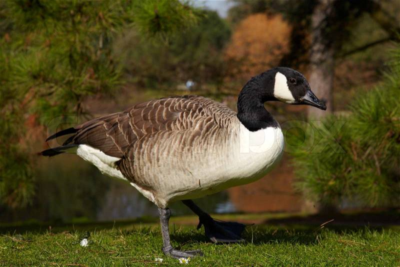 Canada goose in forest on a river bank, stock photo