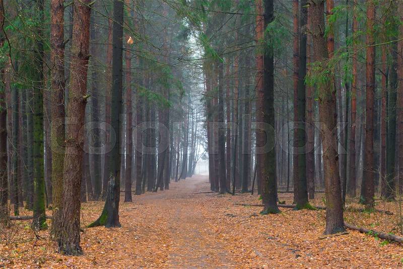 Forest Alley in the autumn foggy morning, stock photo