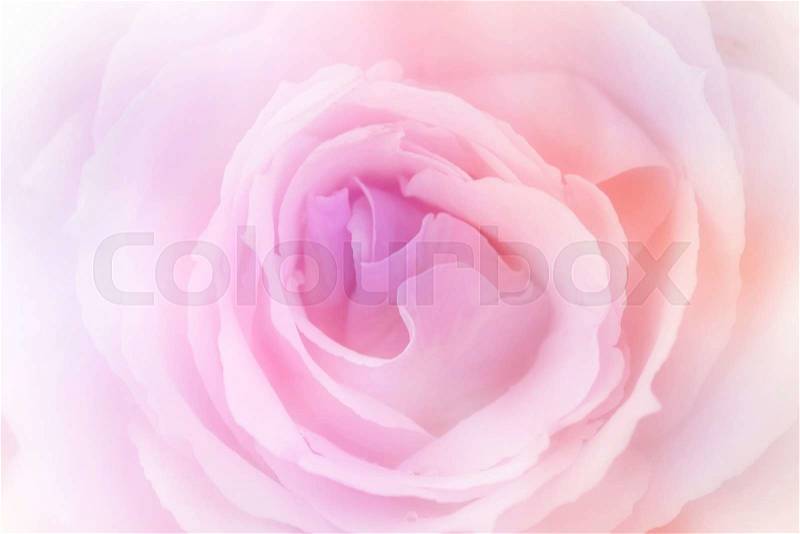 Beautiful rose made with color filters, stock photo
