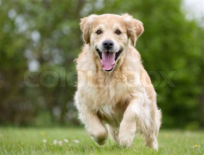 A purebred Golden Retriever dog running without leash outdoors in the nature on a sunny day, stock photo
