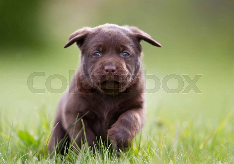Young puppy of brown labrador retriever dog photographed outdoors on grass in garden, stock photo